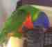 Lory / Lorikeet