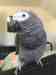 African Grey
