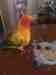 Conure Conure