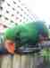 Eclectus