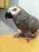 African Grey