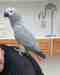 African Grey