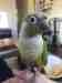 Conure