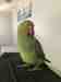 Indian Ringneck Parakeet