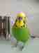 Budgerigar