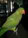 Indian Ringneck Parakeet