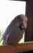 Budgerigar