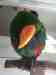 Eclectus