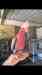 Galah Cockatoo