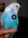 Budgerigar