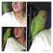 Indian Ringneck Parakeet