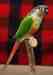 Conure