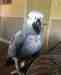 African Grey