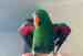 Eclectus