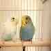 Budgerigar