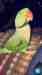 Alexandrine