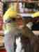 Cockatiel