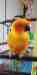 Conure