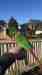 Conure