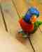 Lory / Lorikeet