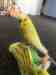 Budgerigar