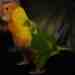 Lory / Lorikeet