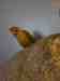 Conure