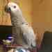 African Grey