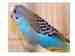 Budgerigar