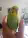 Budgerigar