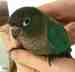 Conure