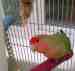 Lovebird