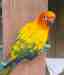 Conure