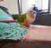 Conure