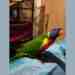 Lory / Lorikeet