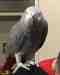 African Grey