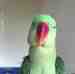 Alexandrine