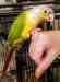 Conure