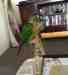 Conure