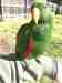 Eclectus