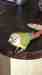 Conure