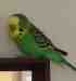 Budgerigar