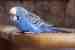 Budgerigar