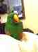 Eclectus