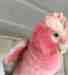 Galah Cockatoo