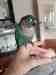 Conure