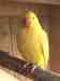 Indian Ringneck Parakeet