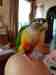 Conure