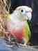 Conure