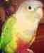 Conure